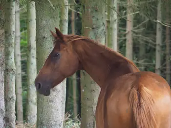 Coulnifontaine (België) (samenvloeiing westelijke en oostelijke Ourthe)